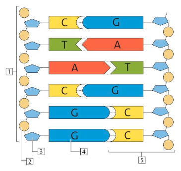 Wie ist die Erbinformation verschlüsselt und was sind diese ...