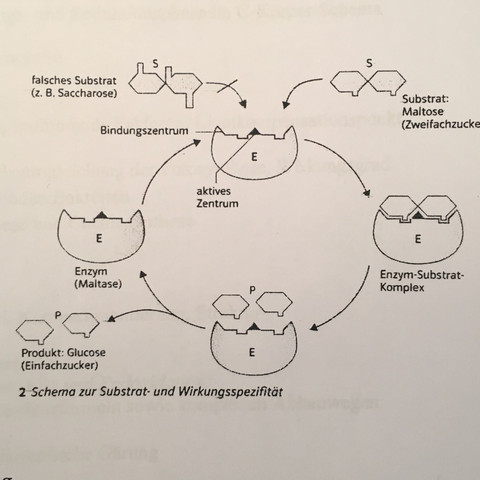 Schema zur Substrat- und Wirkungsspezifität  - (Biologie, Enzyme, Wechselwirkung)