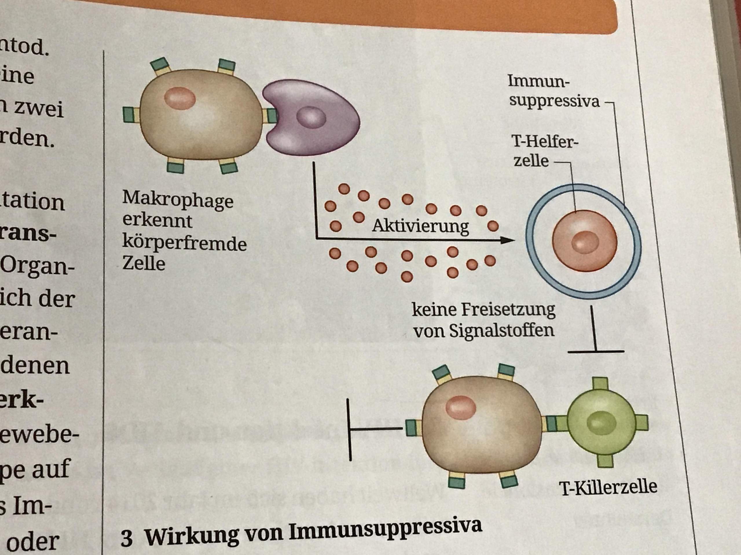 Wie ist die Wirkung von Immunsuppressiva? (Biologie, Immunsystem