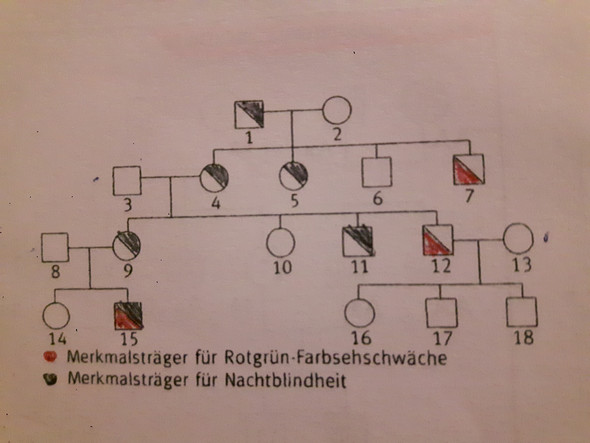 Wie Ist Diese Aufgabenstellung Zu Verstehen Biologie Stammbaumanalyse Wie Ist Diese Aufgabenstellung Zu Verstehen Biologie Stammbaumanalyse