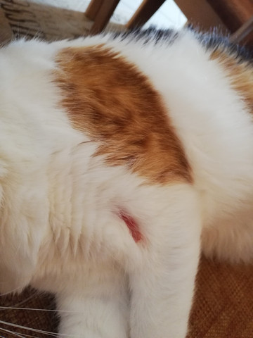 Wie Kahle Stelle Bei Katze Behandlen Tiere Katzen Artgerechte Haltung