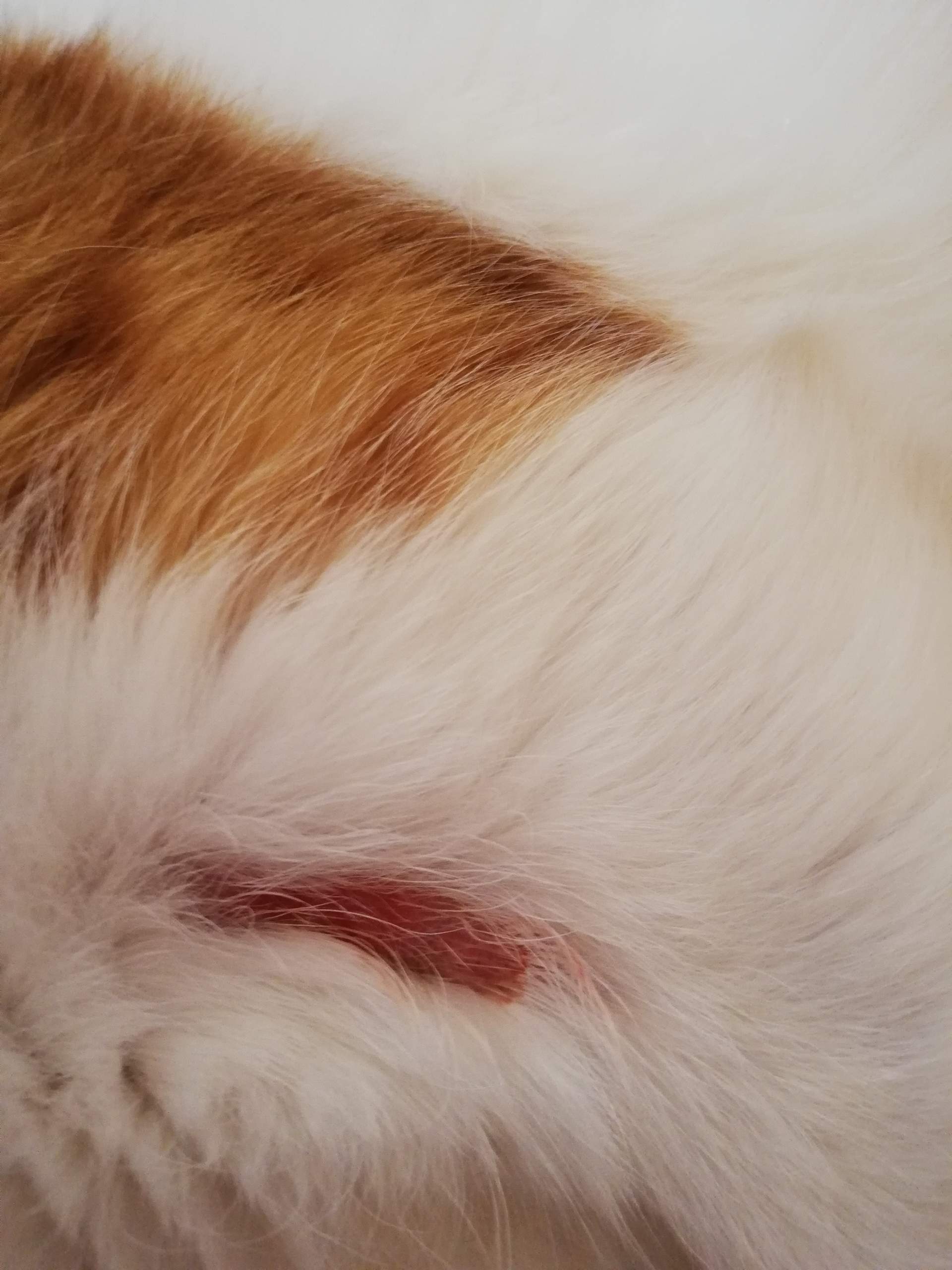 Hinterbeine Katze Kahle Stelle Am Bein Wie kahle stelle bei Katze behandlen? (Tiere, artgerechte Haltung)