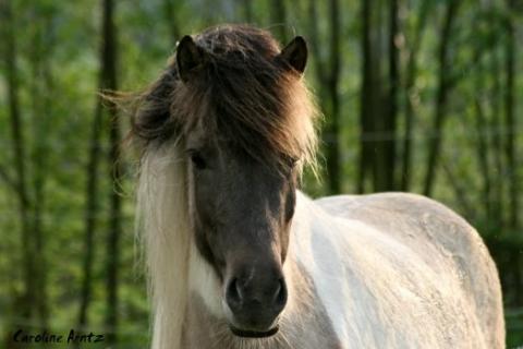 - (Pferde, Reiten, Geld verdienen)