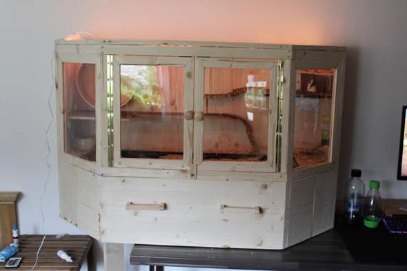 Wie Kann Ich Das Vertrauen Einer Scheuen Rennmaus Gewinnen Tiere Haustiere Maus