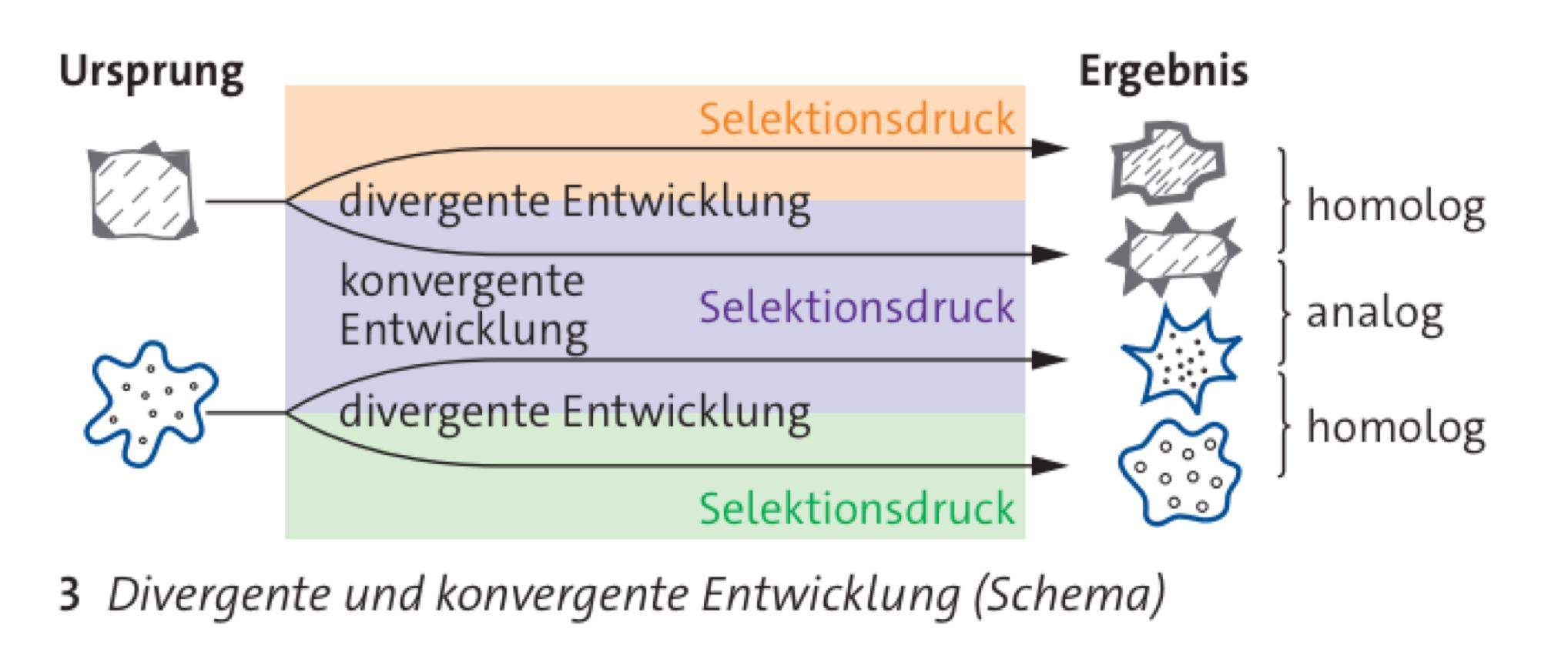 Konvergenz Und Divergenz Biologie Wie kann ich diese Abbildung über Divergenz und Konvergenz beschreiben