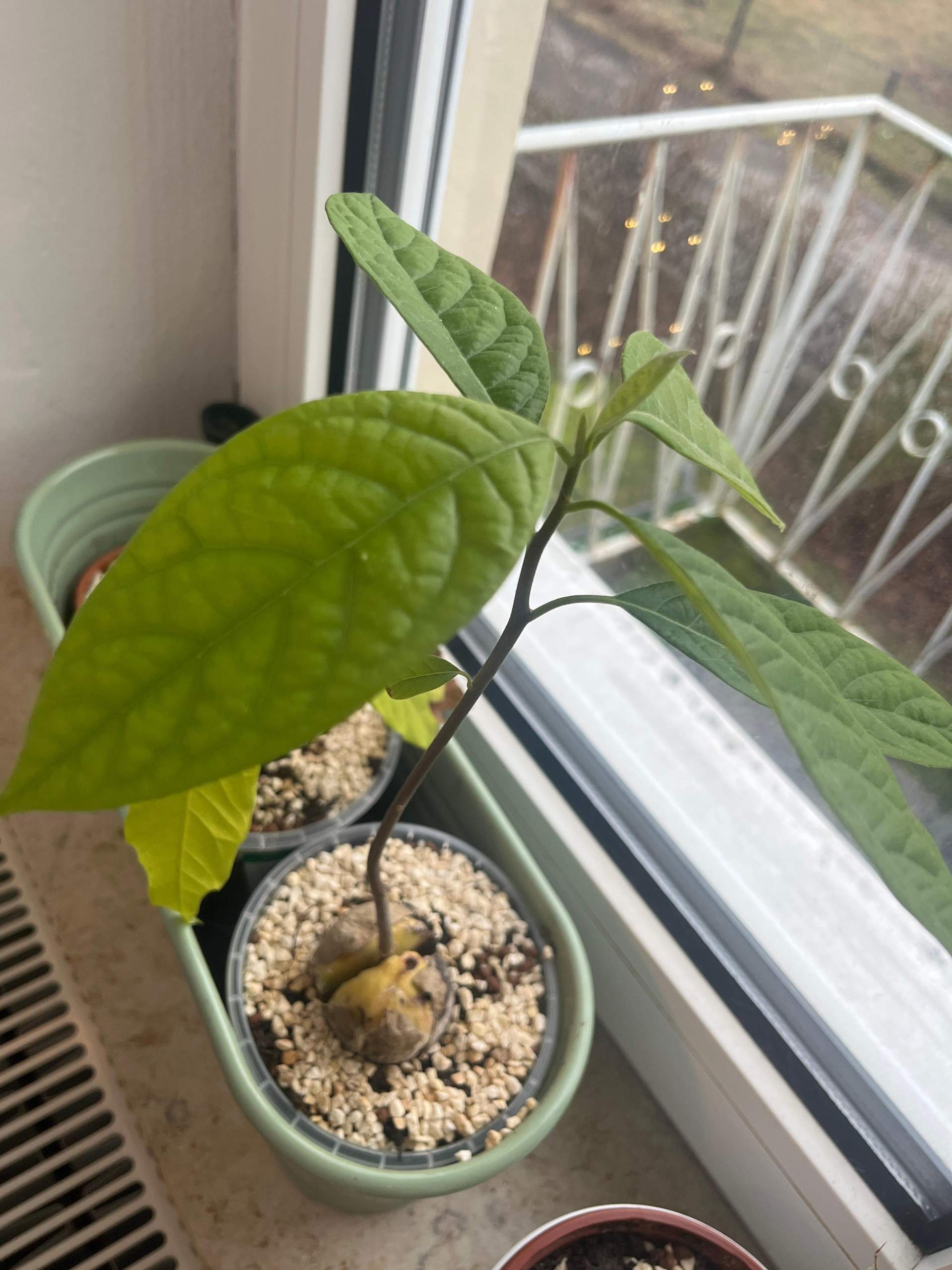 Wie kann ich diese braunen Blätter an der Avocado verhindern? (Wasser, Flecken, Blumen)