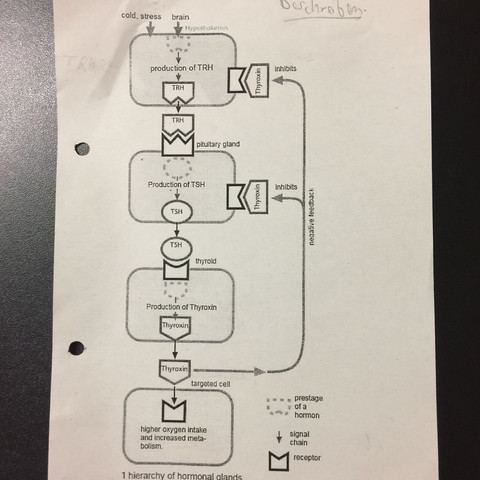 ...., - (Schule, Körper, Biologie)