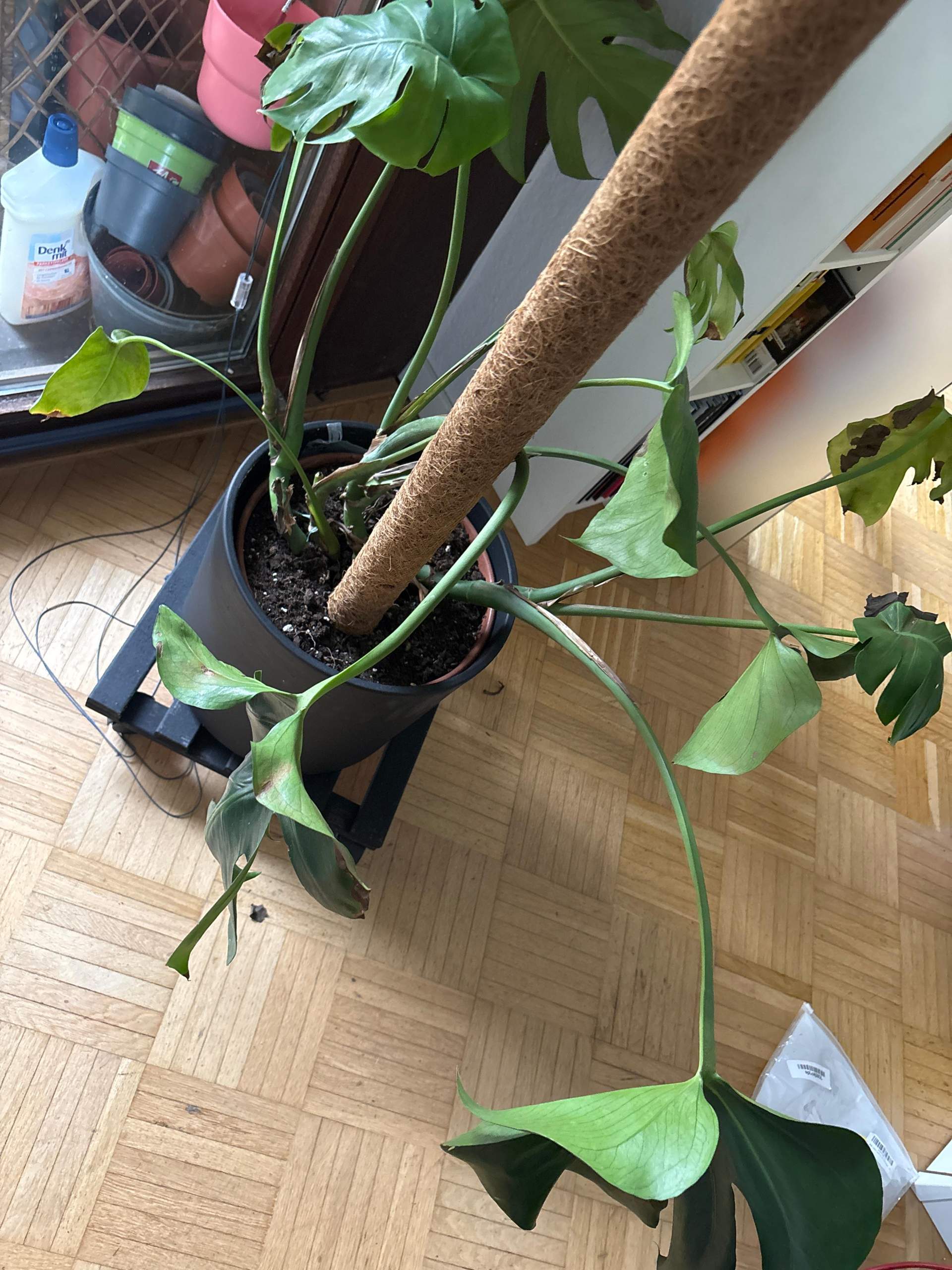 philodendron pink princess giftig Philodendron Pink Princess  Foliage Dreams
