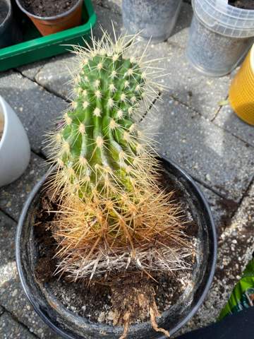 Wie kann ich diesen Kaktus retten?