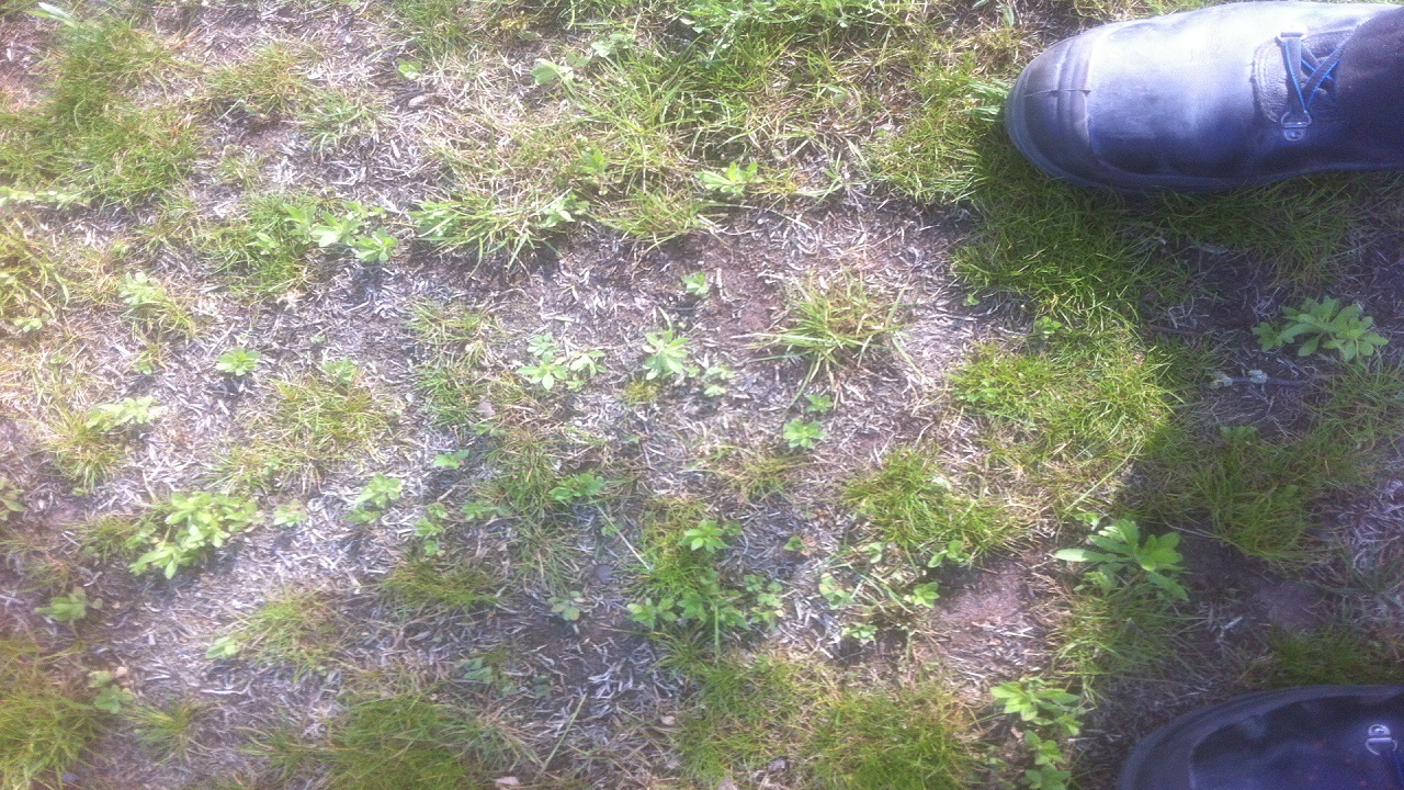 Wie kann ich diesen kaputten Rasen wieder "reparieren"? (Garten, kaputt