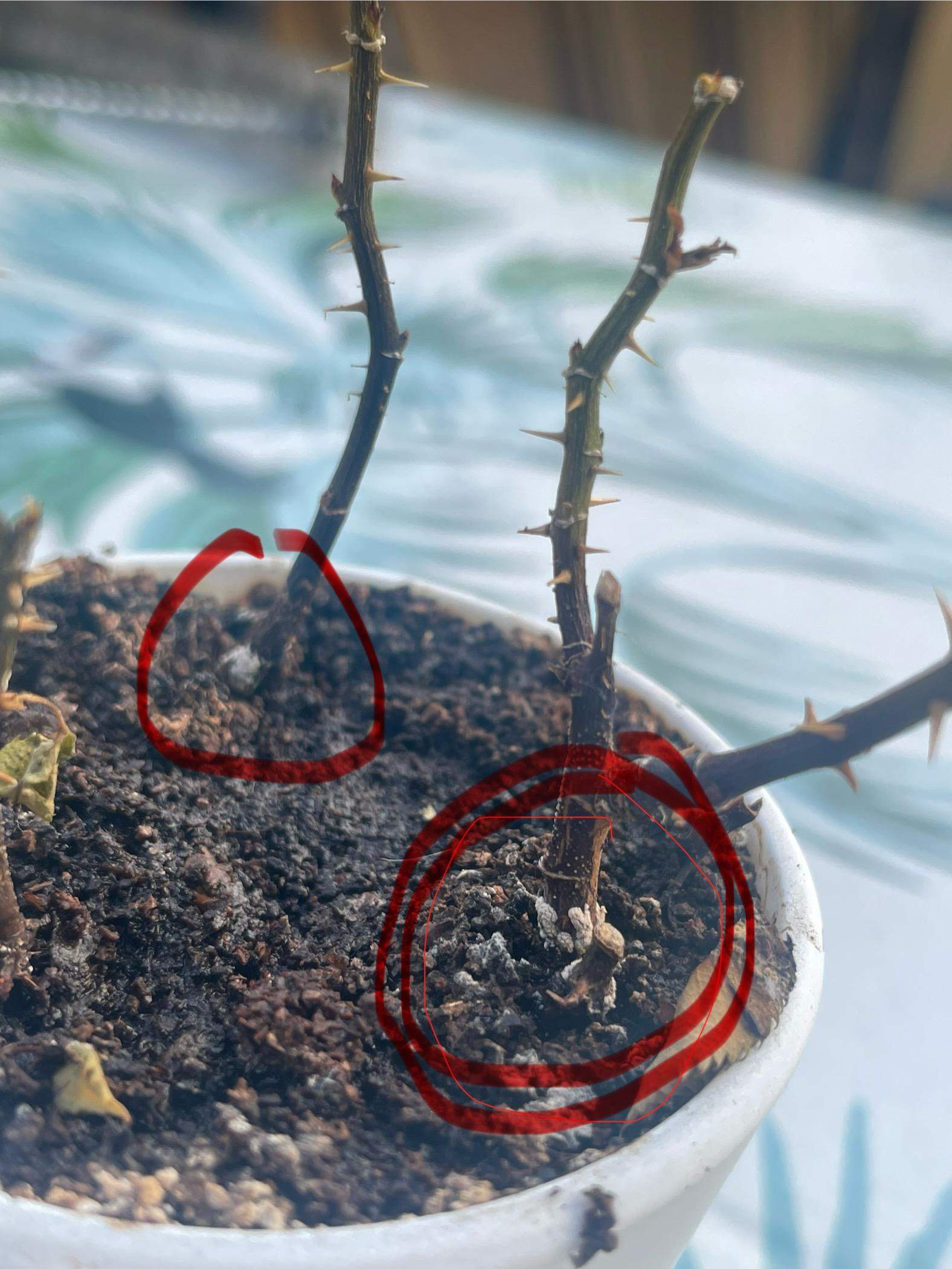 Wie kann ich diesen Rosen Pilz wegbekommen? (Blumen, Pflanzenpflege, Pilze)