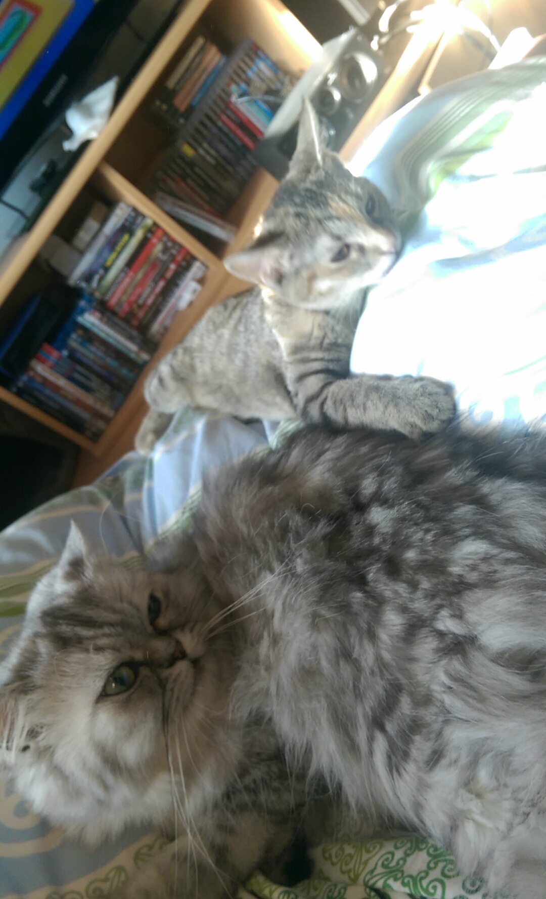 Wie Kann Ich Eine Freche Katze Ruhiger Stellen Frech