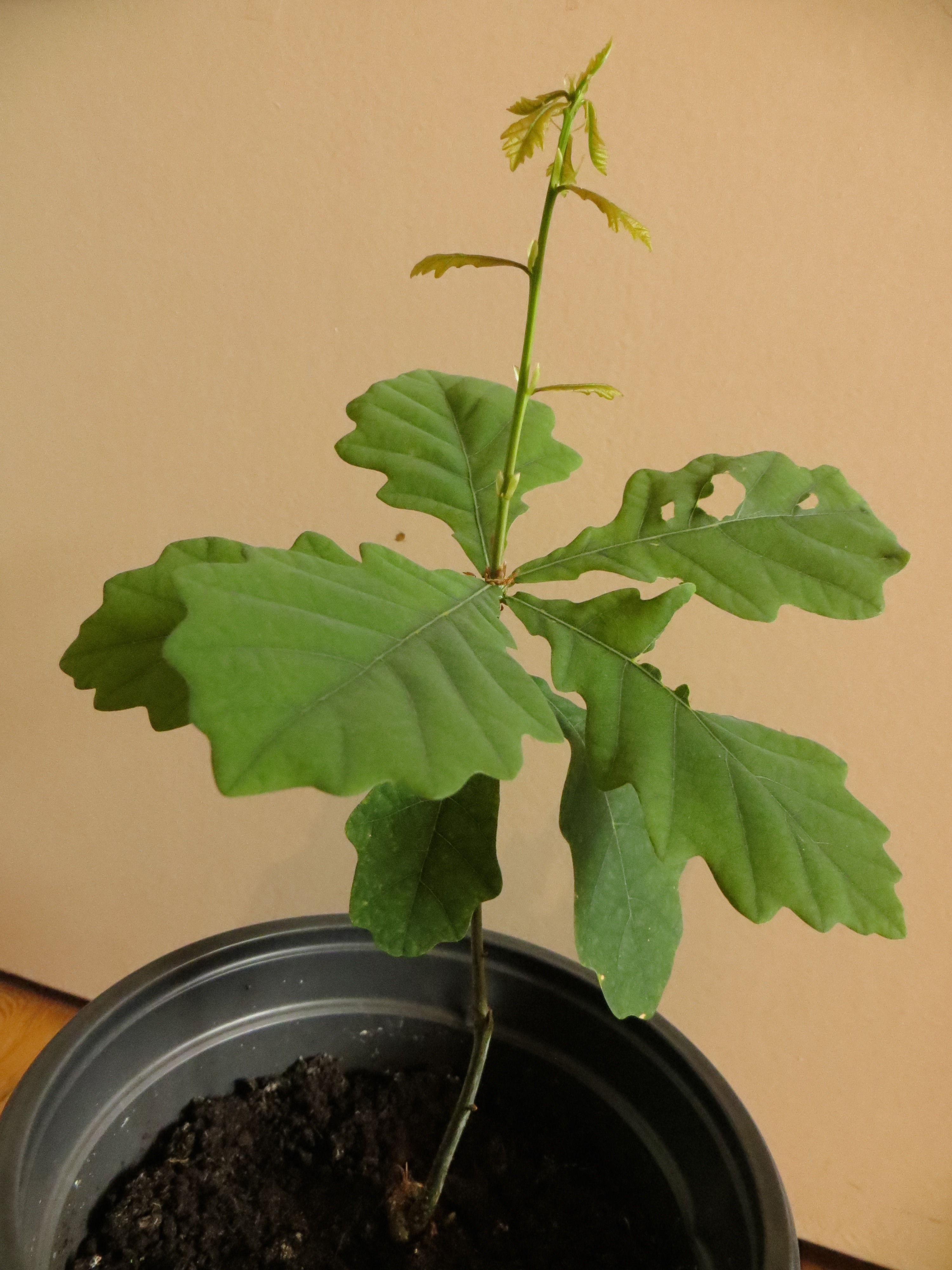 Wie kann ich eine kleine Eiche im Topf zu einem mini-Busch machen