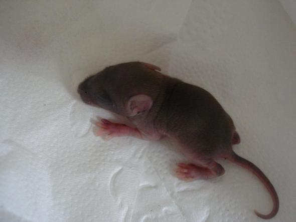 Wie Kann Ich Eine Kleine Maus Aufziehen