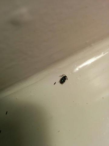 Wie Kann Ich Kleine Schwarze Kafer In Der Wohnung Loswerden