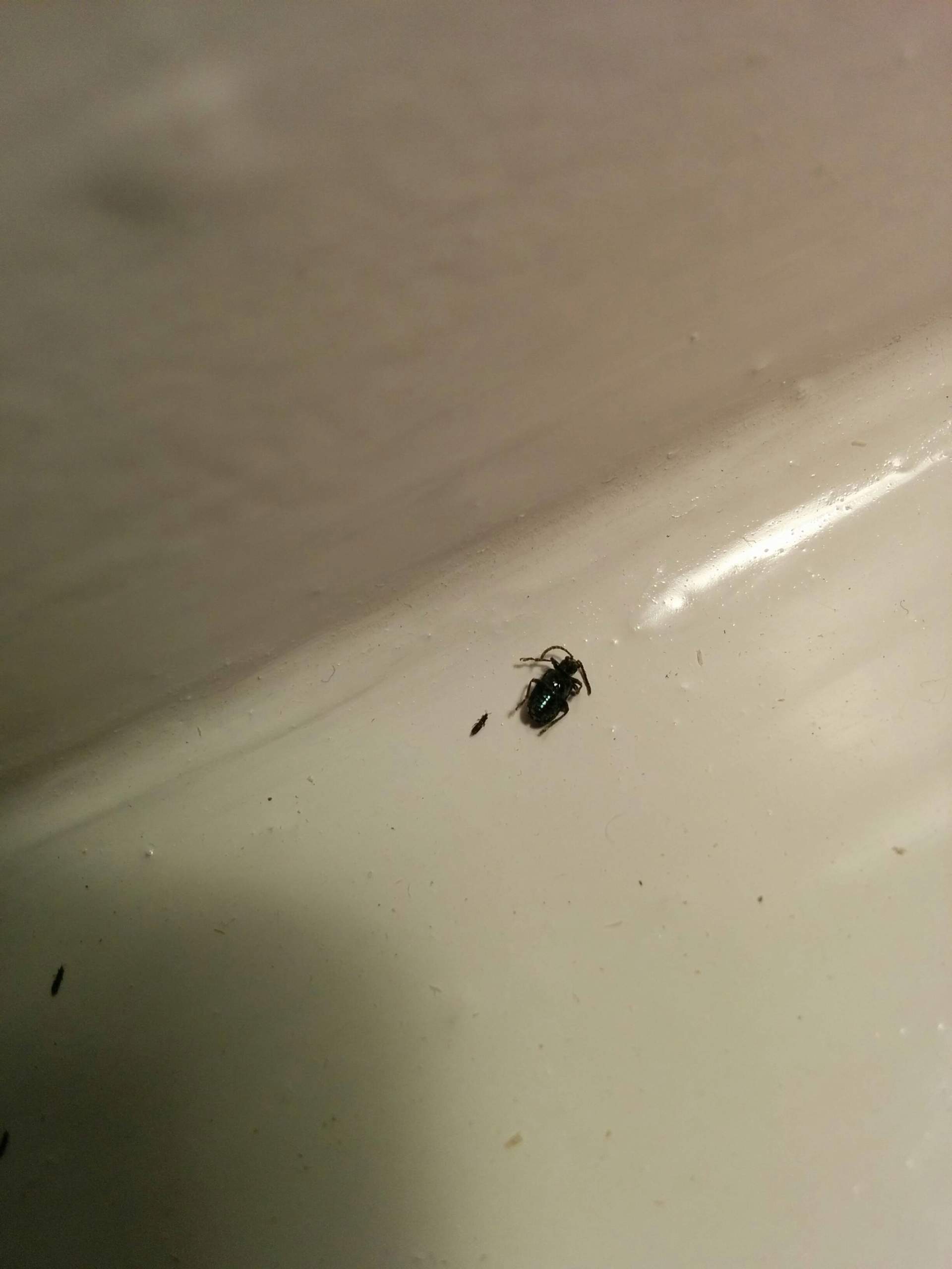 Wie kann ich kleine schwarze Käfer in der Wohnung