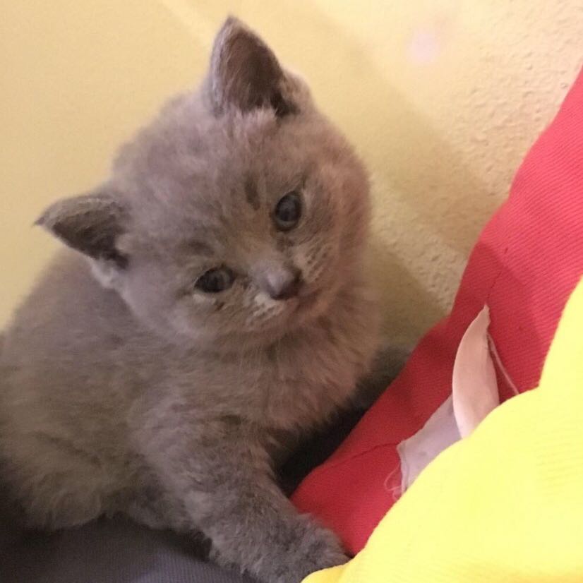 Wie kann ich meine BabyKatze nennen?