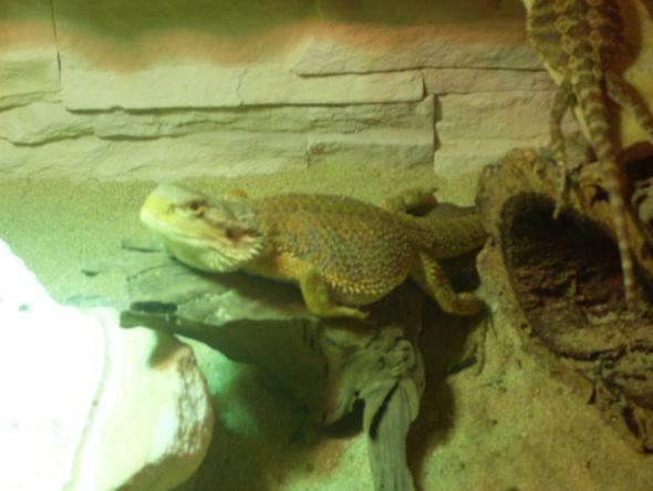 Einer meiner Bartis :-) - (Reptilien, Bartagamen, Bartis)