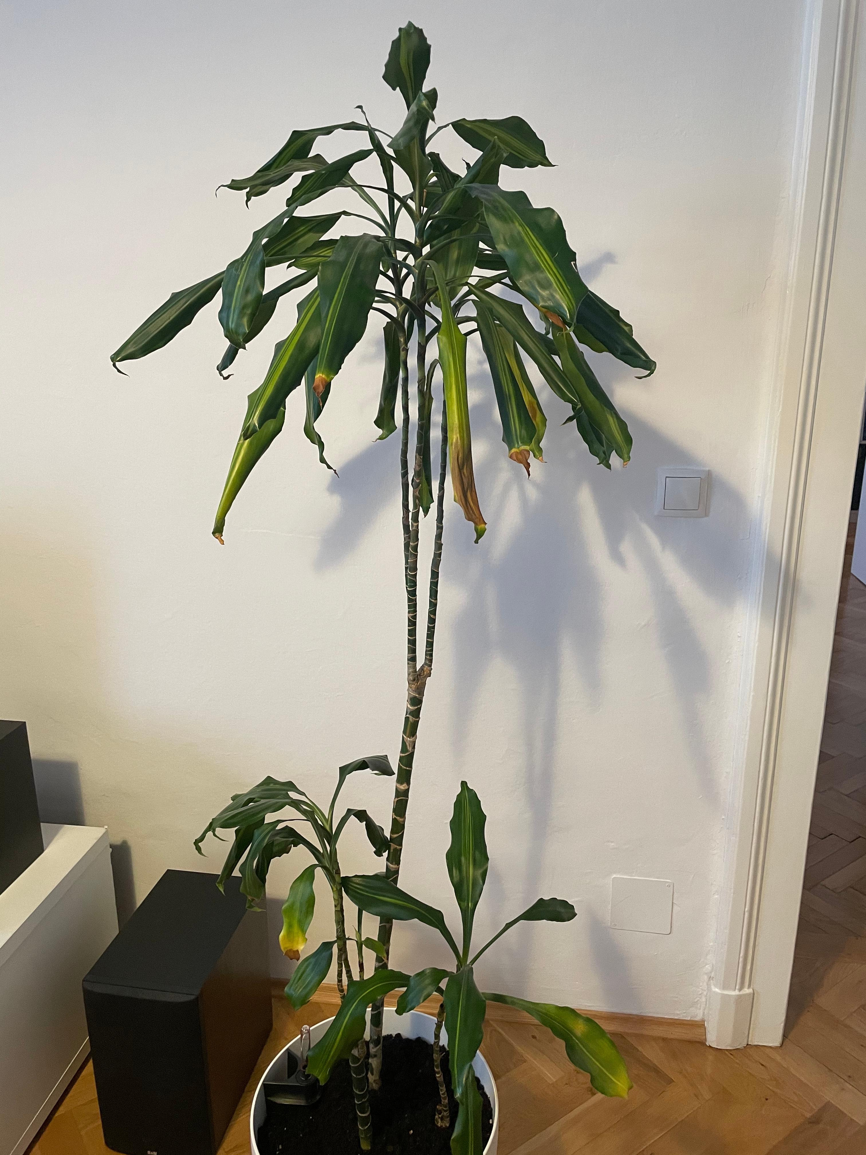 36+ Duftender Drachenbaum Gießen, Bröselt dir die erde trocken vom