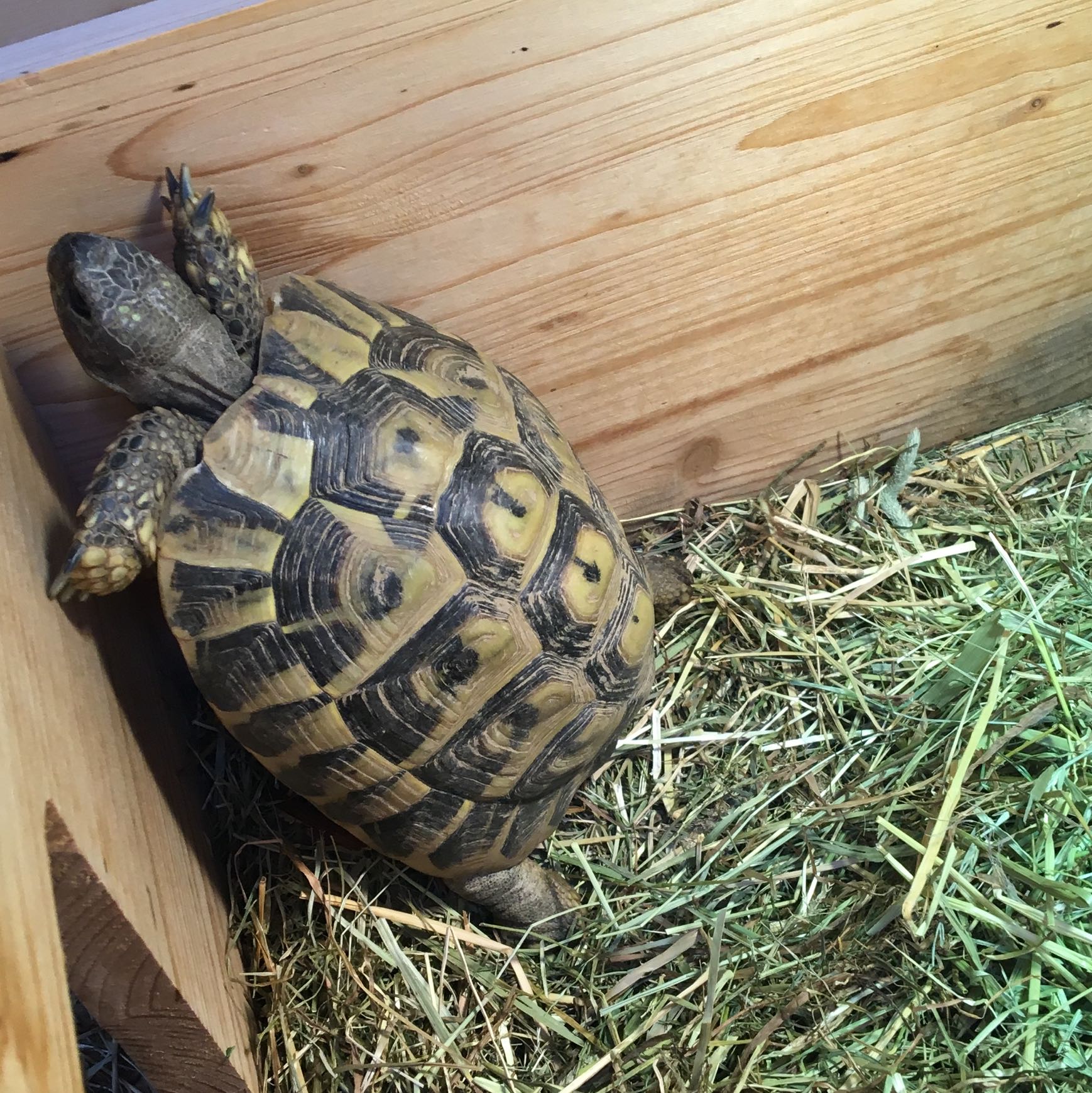 Wie Kann Ich Meine Schildkrote Beruhigen Tiere Haustiere Reptilien