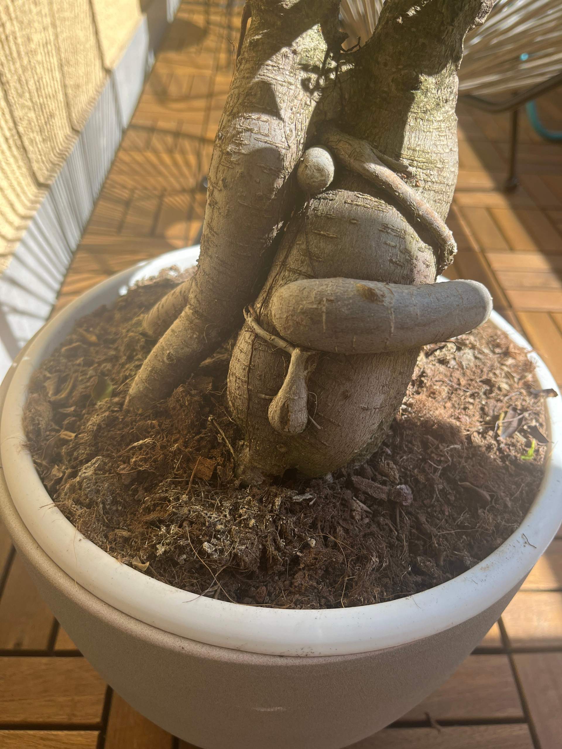 bonsai frost Shop Frost Proof Gardenia Bonsai Tree for Sale