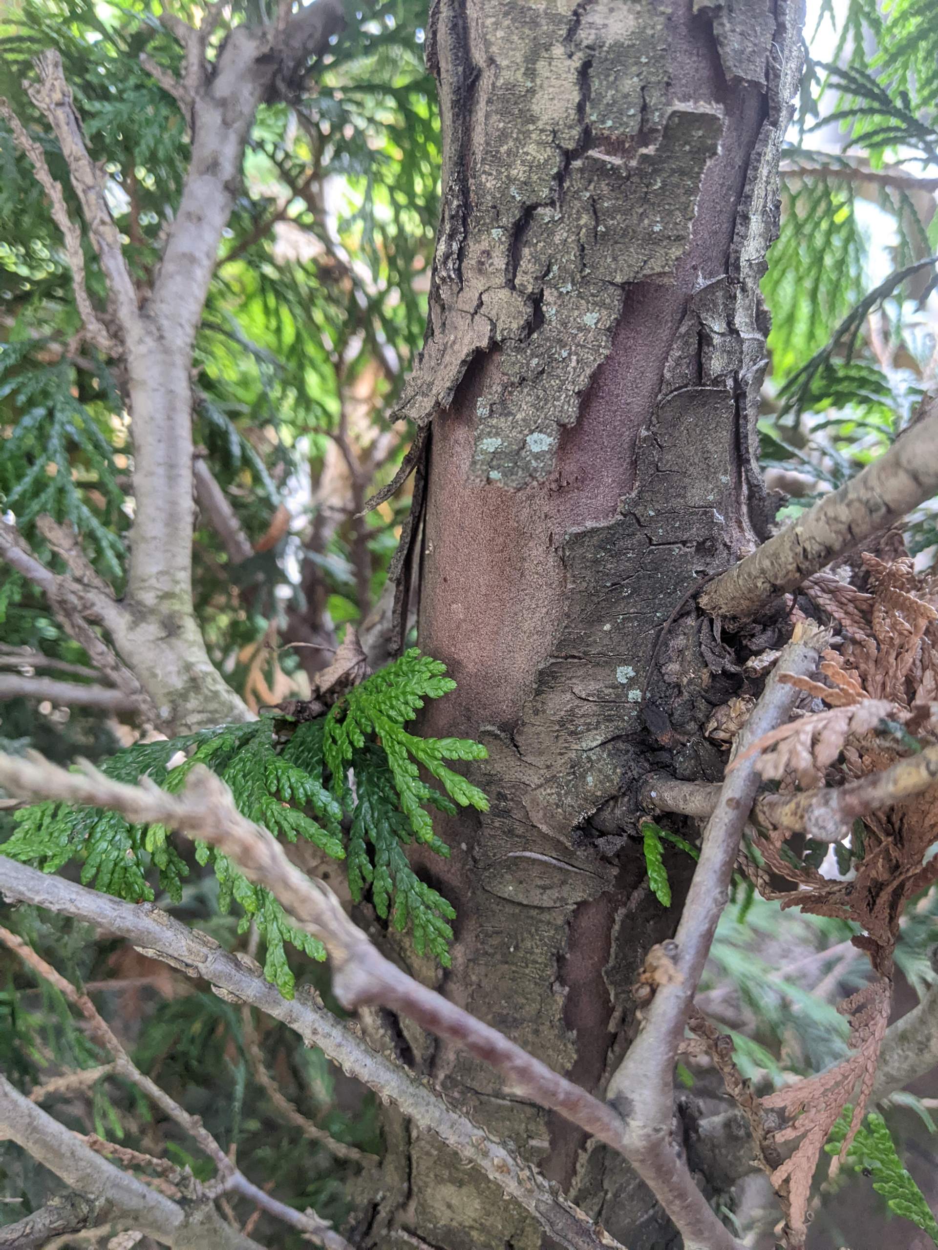 Wie kann ich meinen Thuja Baum retten? (Pflanzen, Garten, Umwelt)