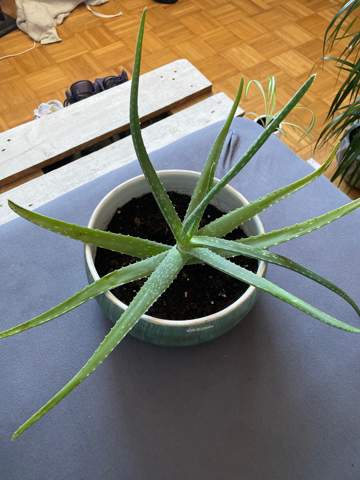 Wie kann ich meiner Aloe Vera helfen?