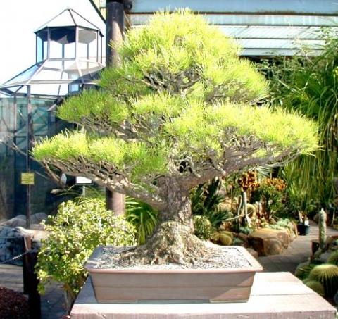 Wie kann ich mir einen Bonsai-Baum selbst züchten?