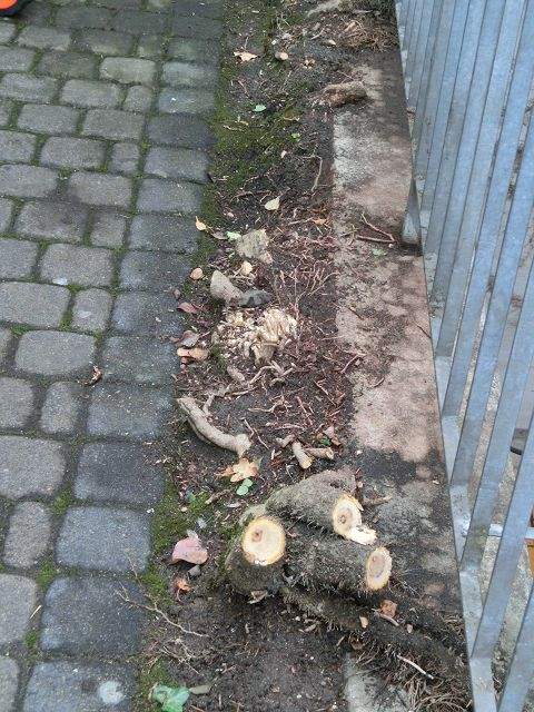 Wie kann ich Wurzeln vom Efeu entfernen (Freizeit, Garten, Wurzel)