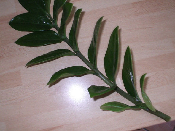 Zamioculcas zamiifolia-Steckling - (Botanik, Zmmerpflanze)