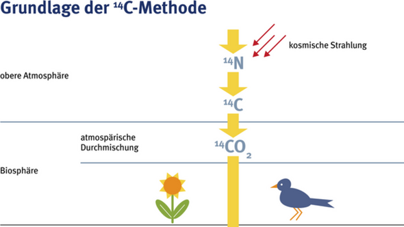 C14 Methode : C14 Methode Ubungsvideo Erklarung Ubungen - The c14 in a ...