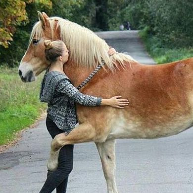 Pferd umarmt Mensch  - (Pferd, Reiten, Pony)