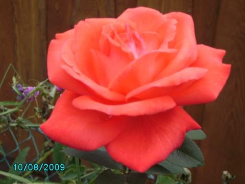 - (Garten, Rosen, flora)