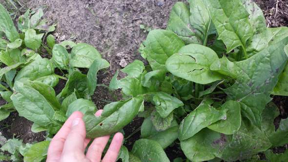 Wie kann man spinat anbauen ohne dass die Blätter Löcher bekommen?