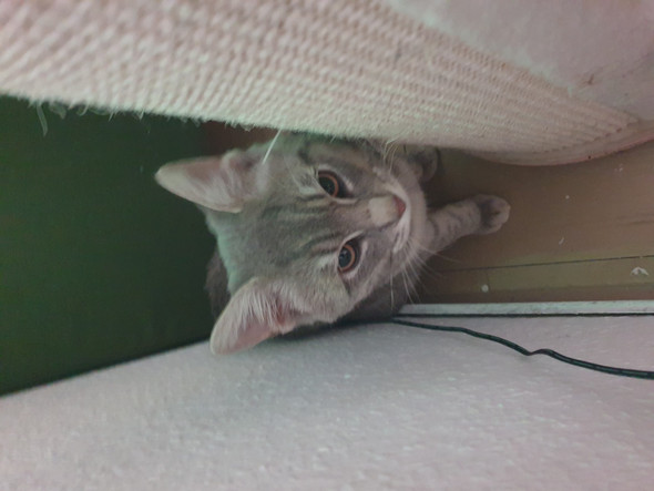 wie kater halskrause anziehen tiere katze katzen