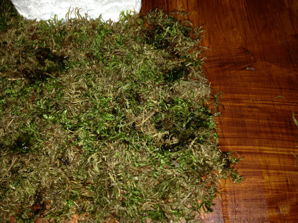 Wie Kleingemachtes Moos Auf Sperrholzplatte Kleben Basteln Kleber