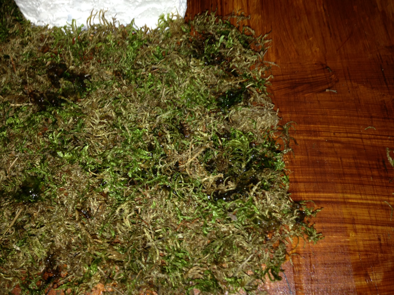 Wie Kleingemachtes Moos Auf Sperrholzplatte Kleben Basteln Kleber