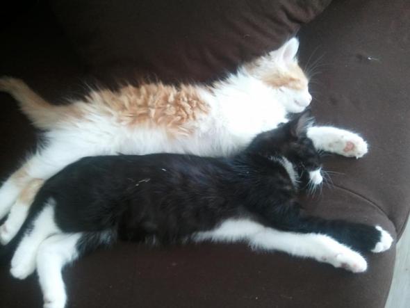 Wie Konnten Die Kitten Meiner Katze Aussehen Kinder Katzen