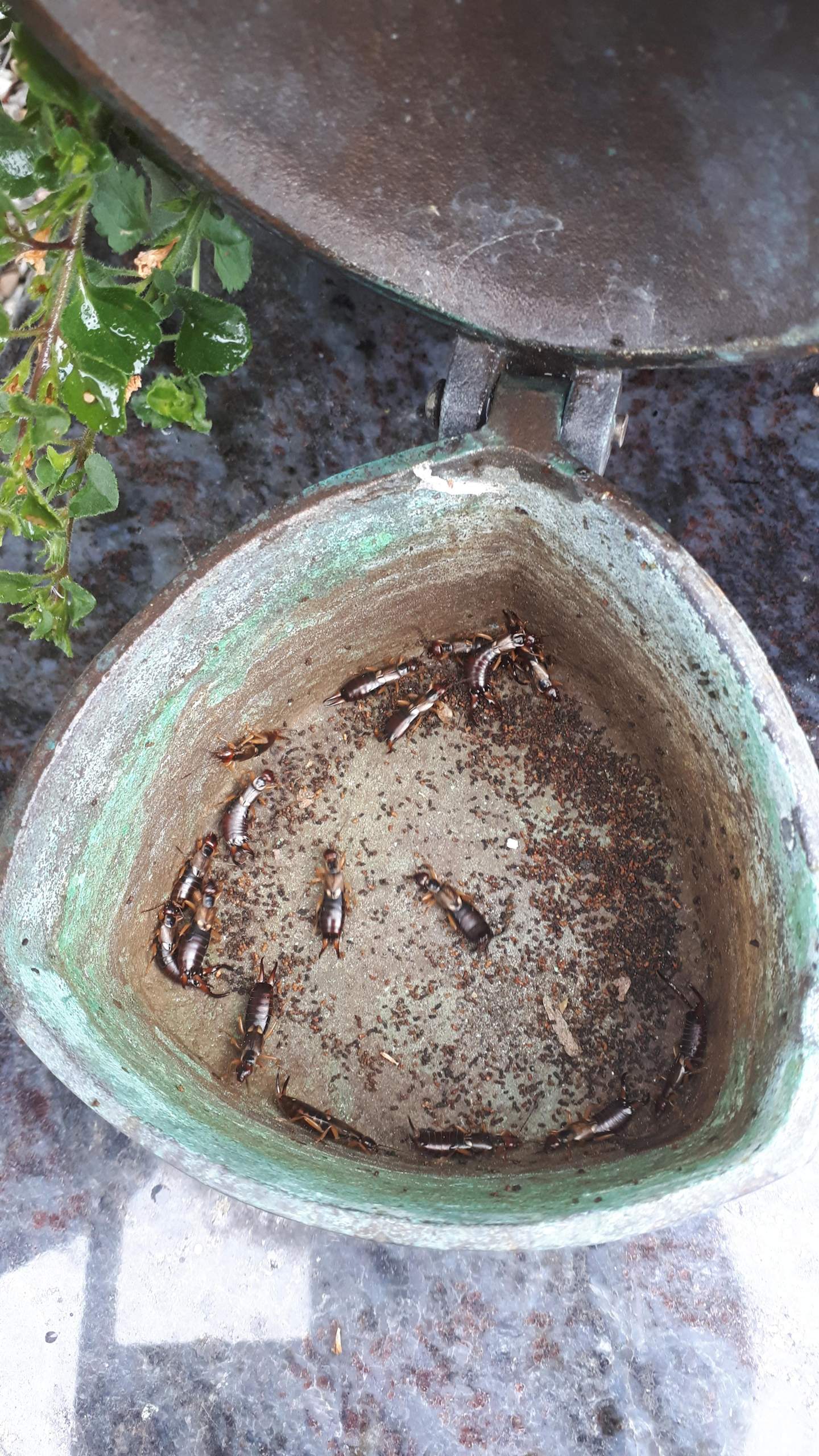 Wie kommen die Käfer und Bienen da hinein? (Wespen, Friedhof, Grab) Wie kommen die Käfer und Bienen da hinein? (Wespen, Friedhof, Grab)