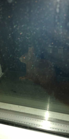 Wie krieg ich das Eichhörnchen von meiner Fensterbank?