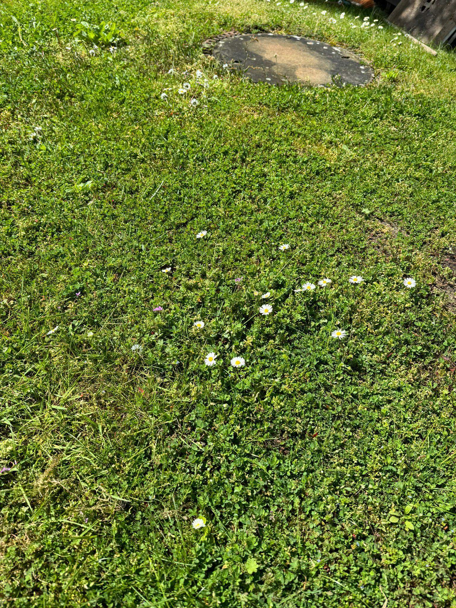 Wie Kriege Ich Meine Zähne Weiß Wie kriege ich den Rasen schön? (Gras, Gartenarbeit, Gartenpflege)