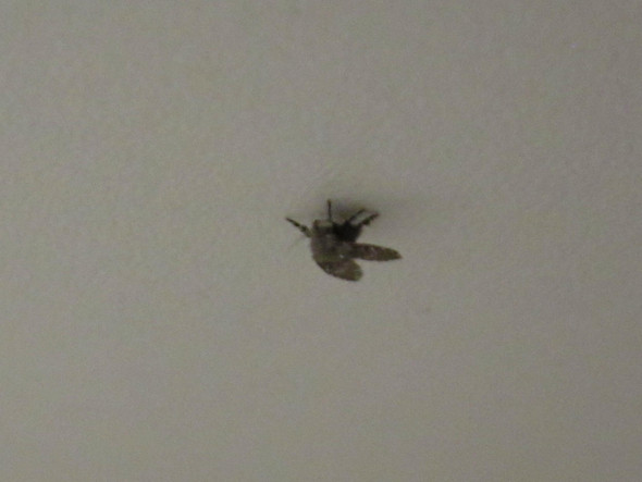 Kleine Fliege - (fliegen, Mücken)