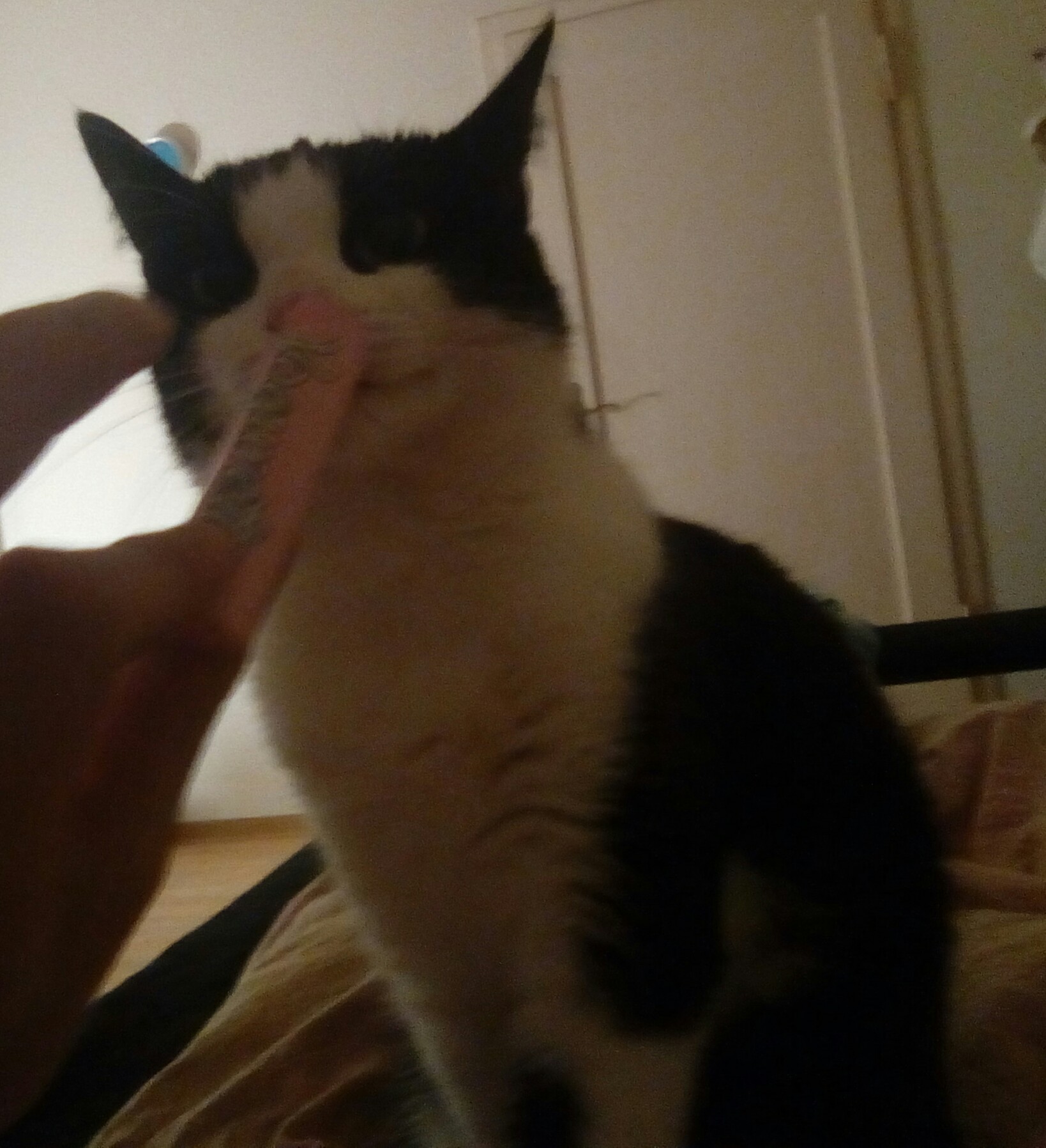 Wie Kriege Ich Meine Katze Kraftiger Bzw Dicker Gesundheit Und Medizin Ernahrung Tiere