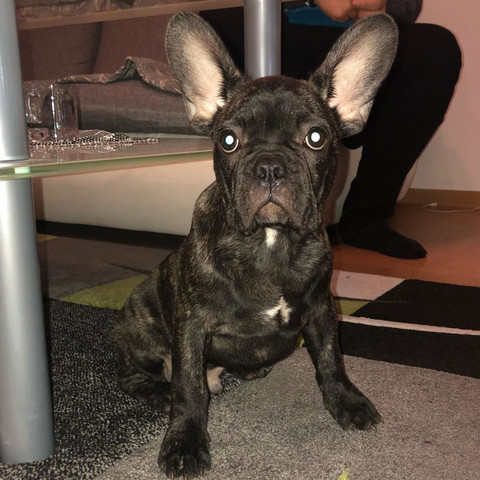 fr.bulld - (Tiere, Hund, stubenrein)