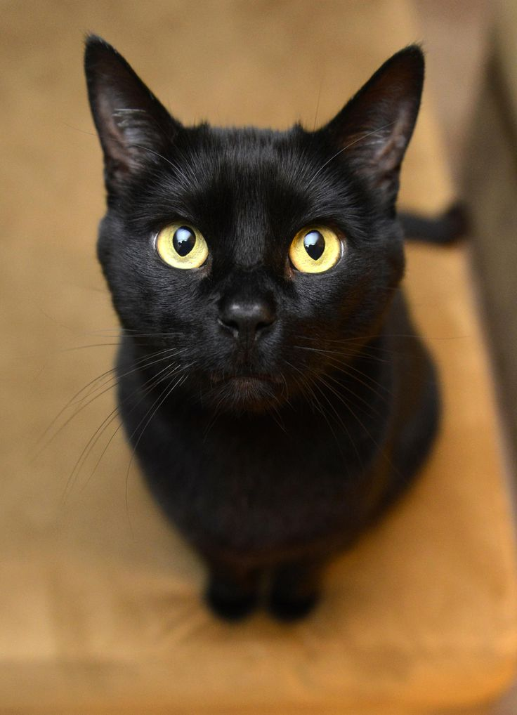 Wie lang bleiben Katzen draußen? (Tiere, Katze)