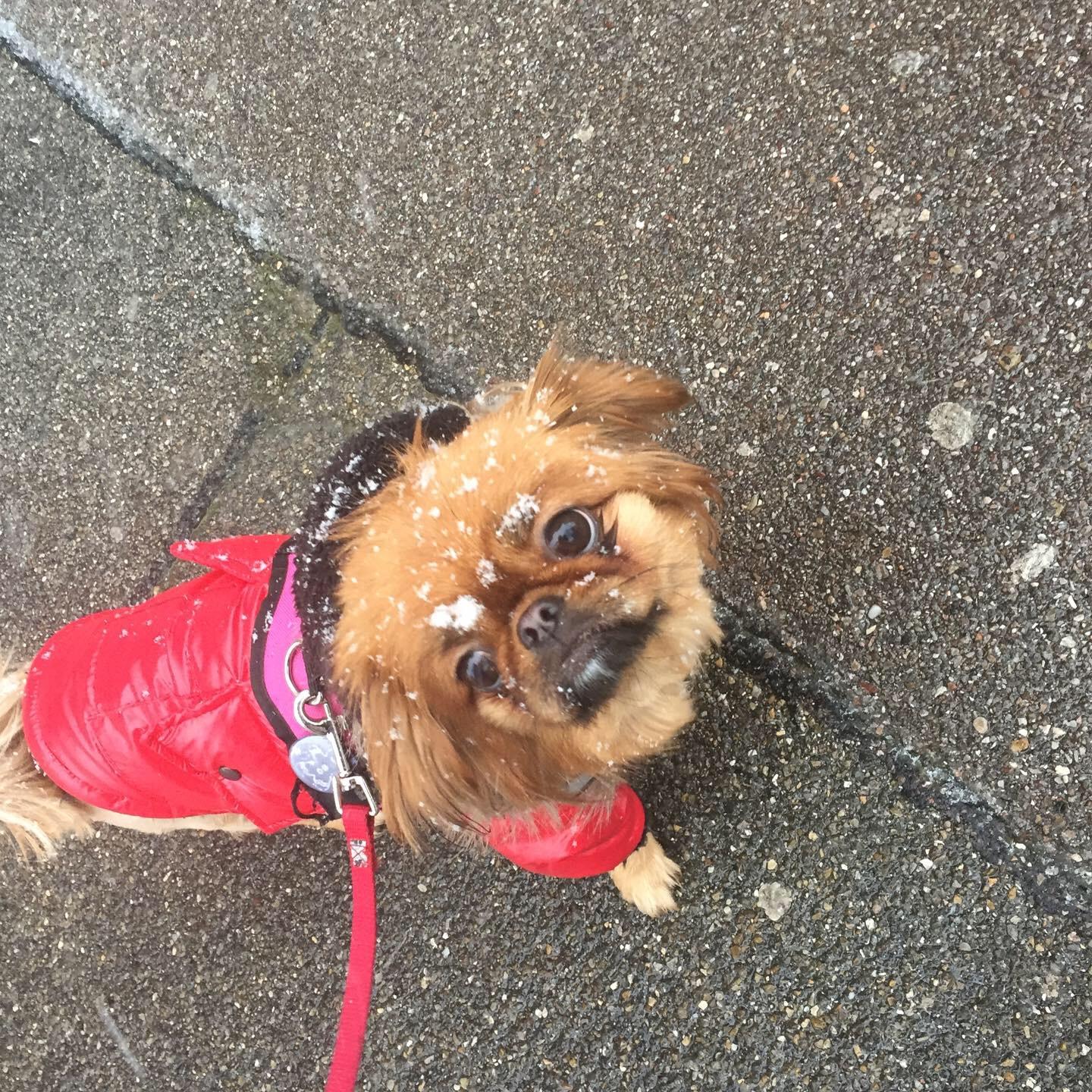 wie lang dauert das hund erziehung pekinese