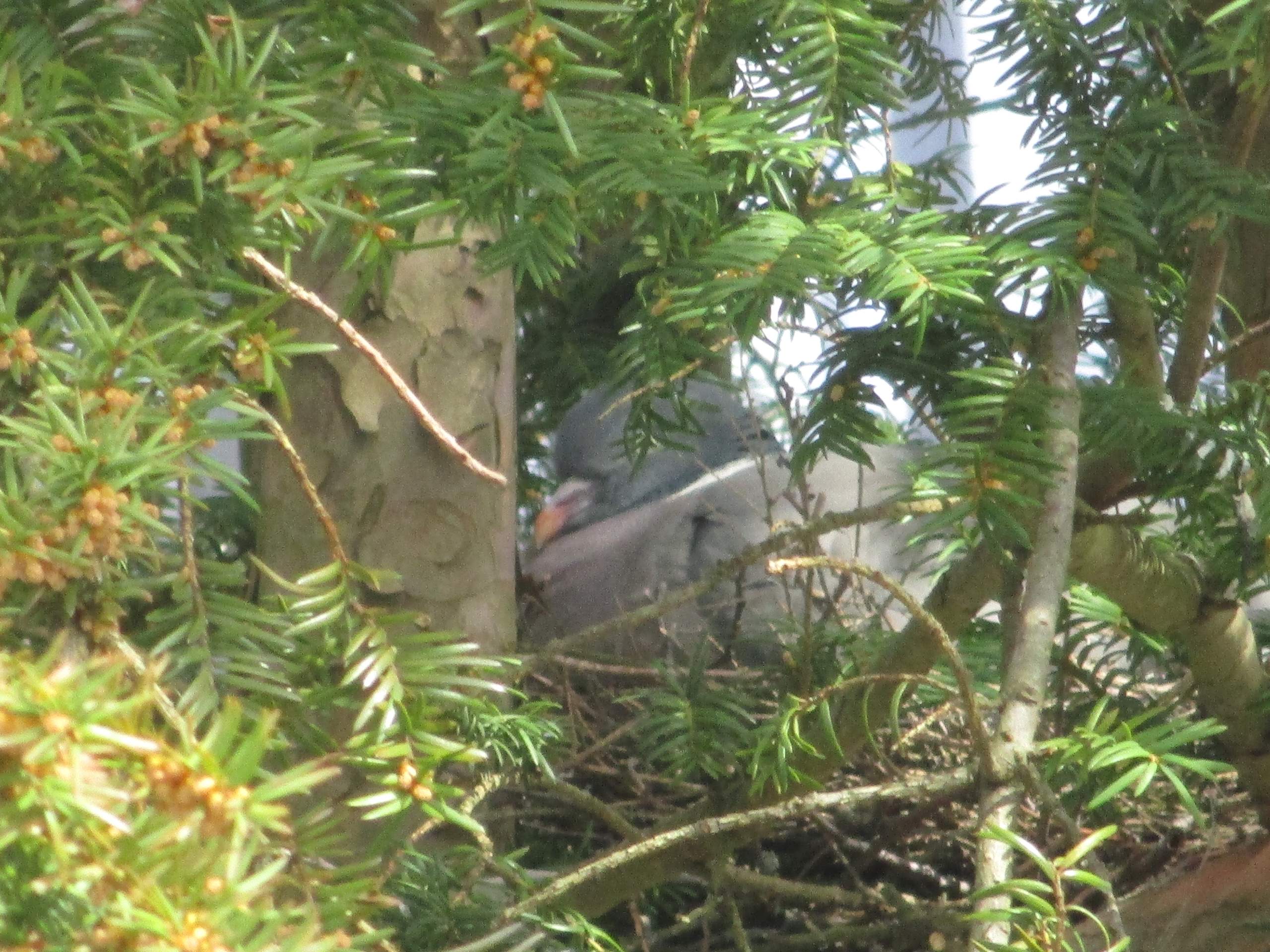 Wie lang dauert die Brutzeit bei Ringeltauben? (Tiere, Biologie, Natur)