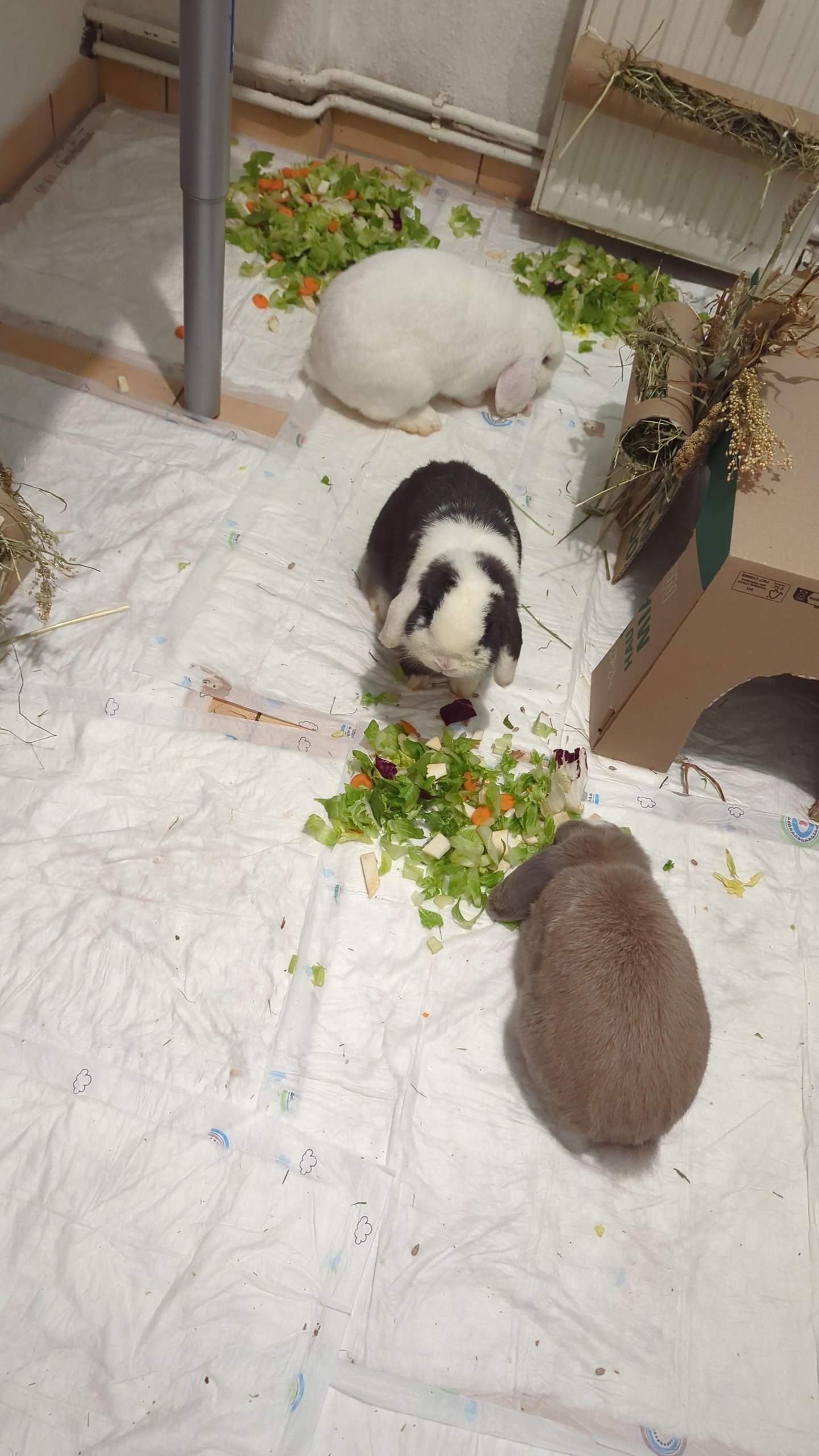 Wie Lange Ist Ein Kaninchen Schwanger Wie lange bei vgs bei Kaninchen dabei sein?!? (Kleintiere
