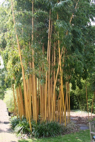 Wie lange braucht Bambus  bis er so gro  ist  Garten Holz  