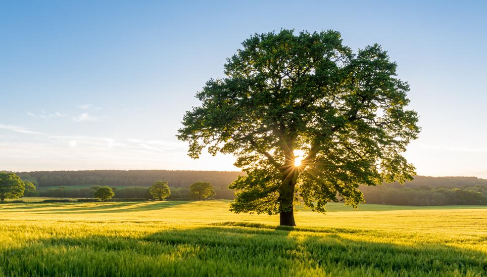 Wie lange braucht ein Baum um zu Wachsen? (Pflanzen)